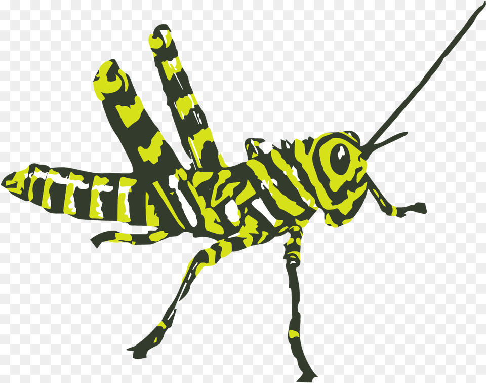 Zebra Food4rhino Bee, Animal, Grasshopper, Insect, Invertebrate Free Png Download