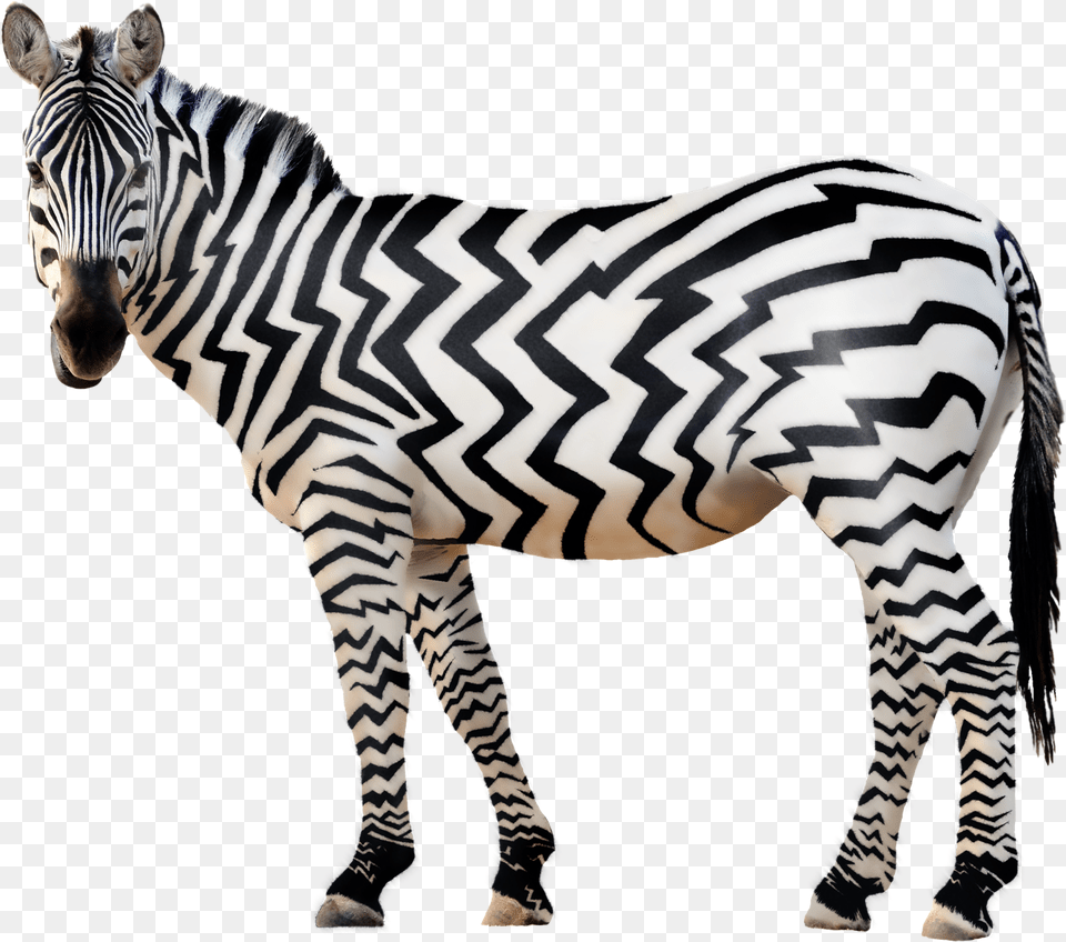 Zebra Free Download Zebra, Animal, Mammal, Wildlife Png Image