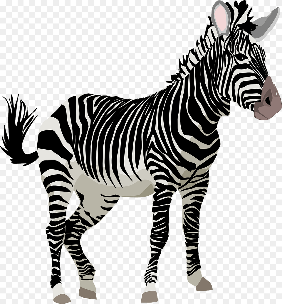 Zebra Frica Animal Safari Jardim Zoolgico Zebra Transparent, Mammal, Wildlife Png Image