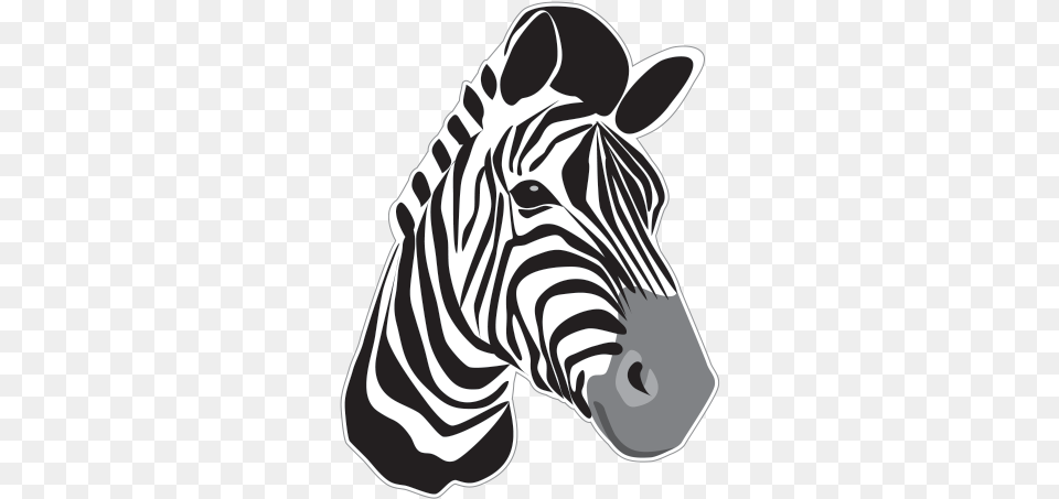 Zebra Head, Animal, Mammal, Wildlife, Baby Free Transparent Png
