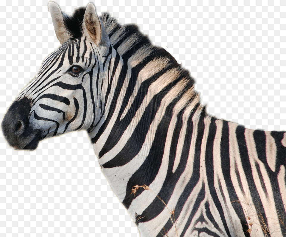 Zebra Head Do Zebras Sound Like, Animal, Mammal, Wildlife Free Png