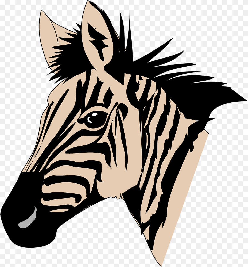 Zebra Head Face Of Zebra To Color, Adult, Woman, Person, Female Png