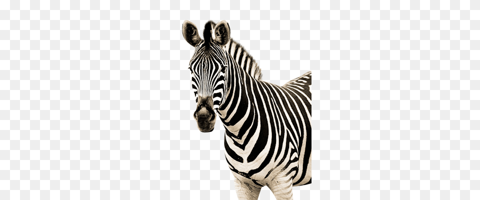 Zebra High Quality Web Icons, Animal, Mammal, Wildlife Png Image