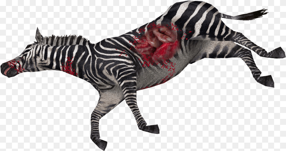 Zebra High Transparent Dead Animal Clipart, Mammal, Wildlife Png