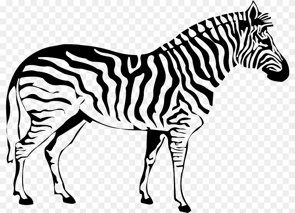 Zebra Image Coloring Pages Of Zebra, Animal, Mammal, Wildlife Free Png