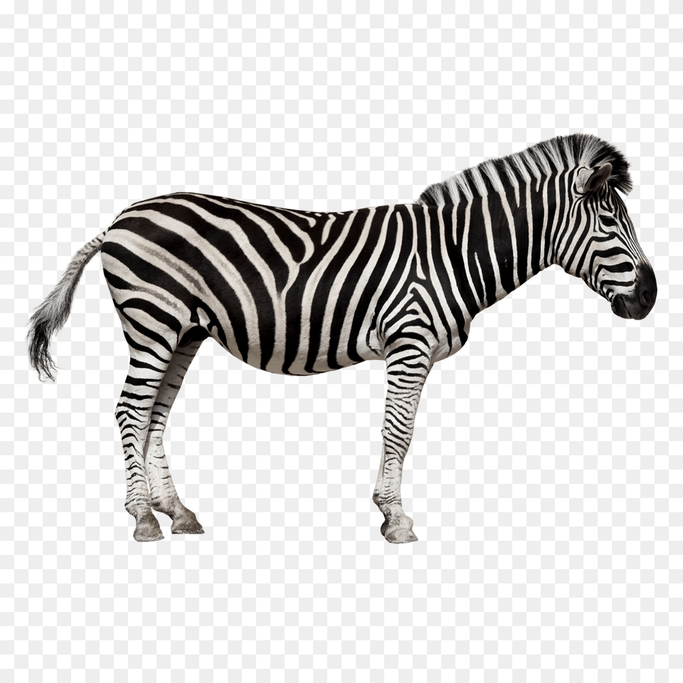 Zebra Image Hd, Animal, Mammal, Wildlife Free Transparent Png