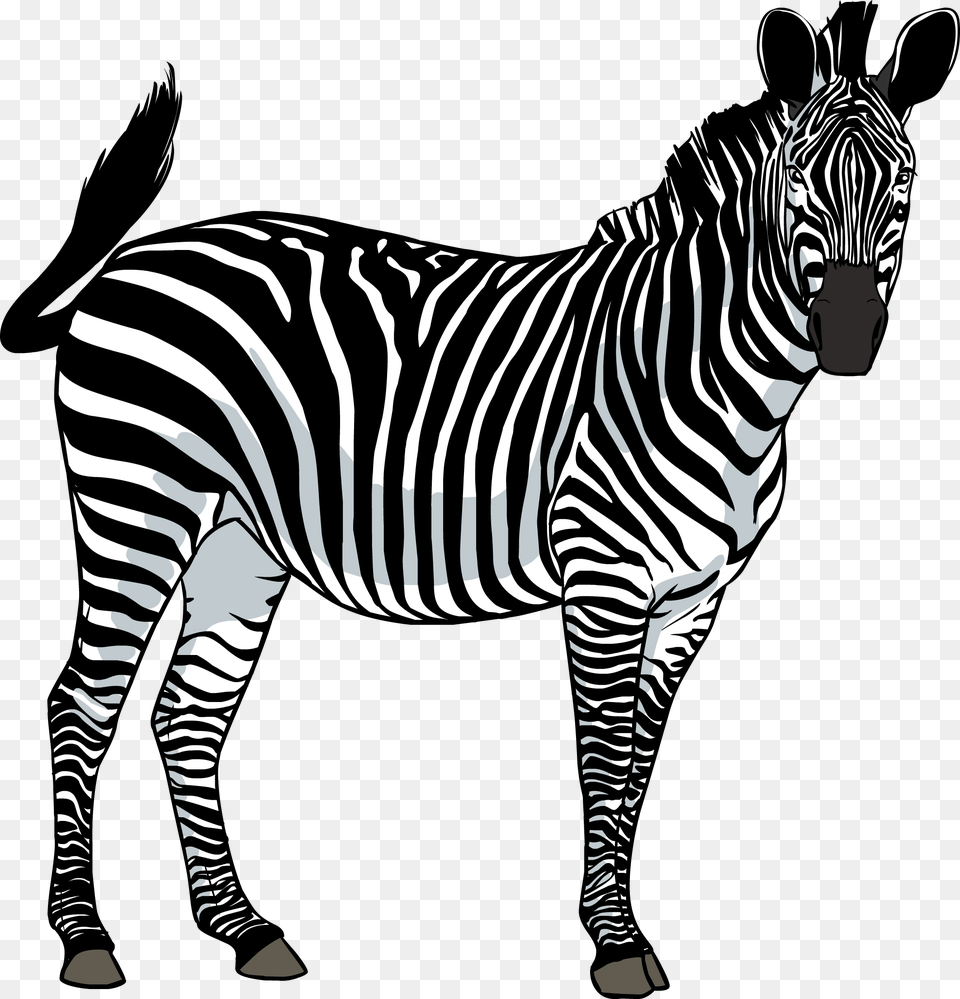 Zebra Image Zebra, Animal, Mammal, Wildlife Free Png Download