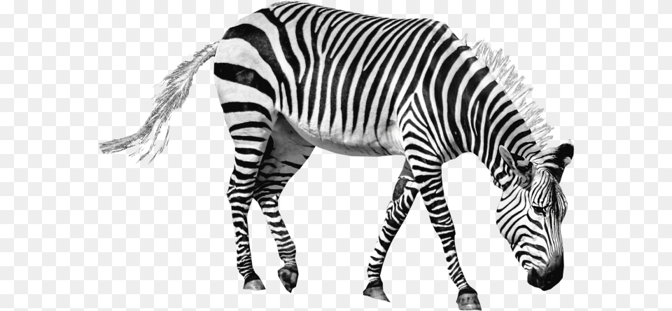Zebra Image Zebra Transparent, Animal, Mammal, Wildlife Png