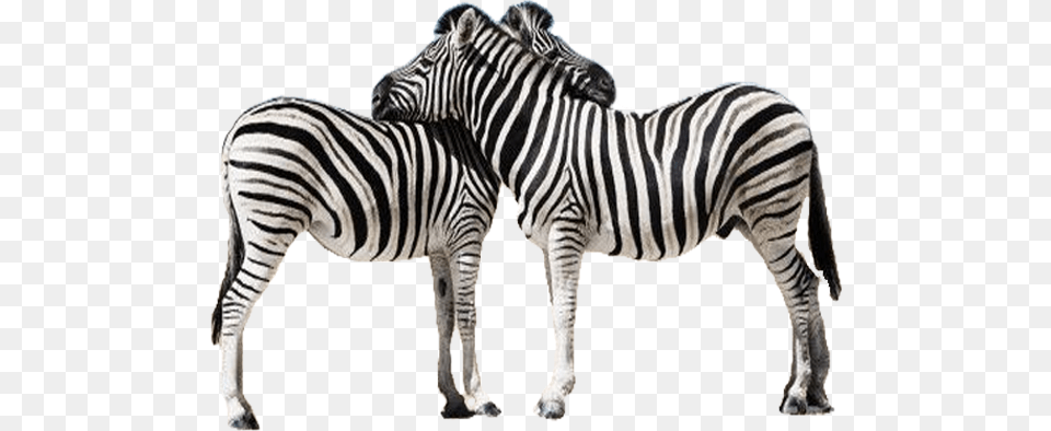 Zebra Images, Animal, Mammal, Wildlife Png Image