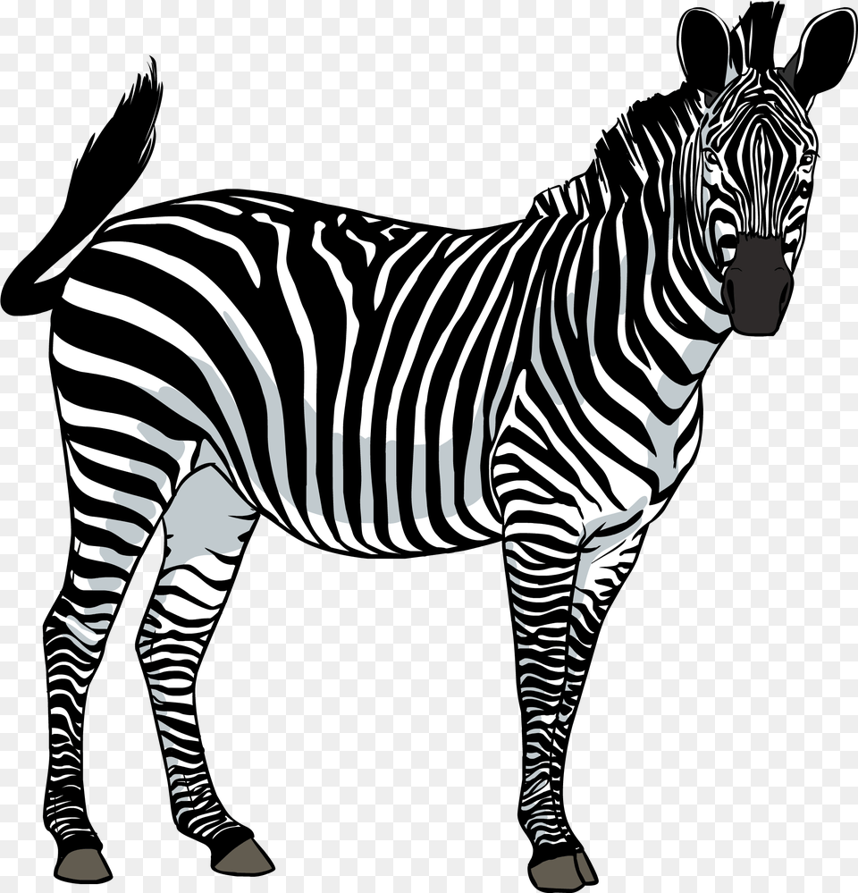 Zebra Images Download Zebra, Animal, Mammal, Wildlife Free Transparent Png