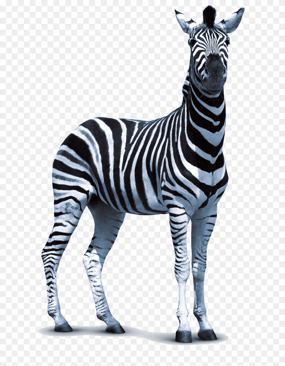 Zebra Images Transparent, Animal, Mammal, Wildlife Png Image