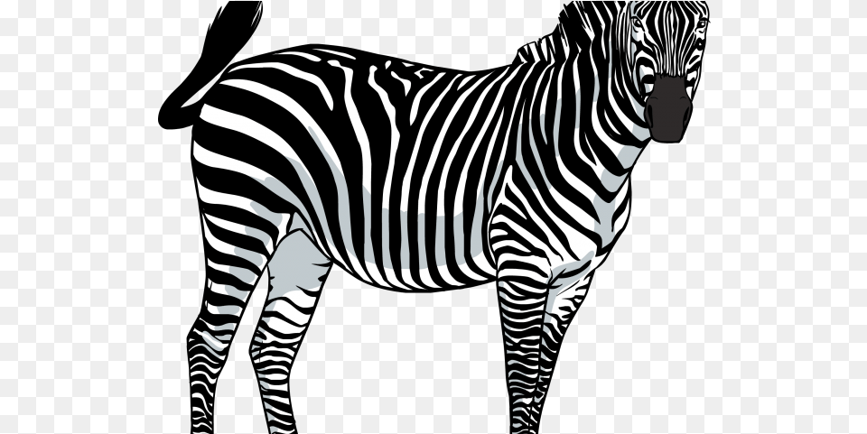 Zebra Images Zebra, Animal, Mammal, Wildlife Free Png