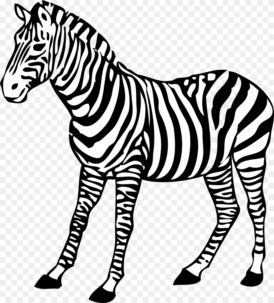 Zebra Images Zebra Black And White, Animal, Mammal, Wildlife Free Png