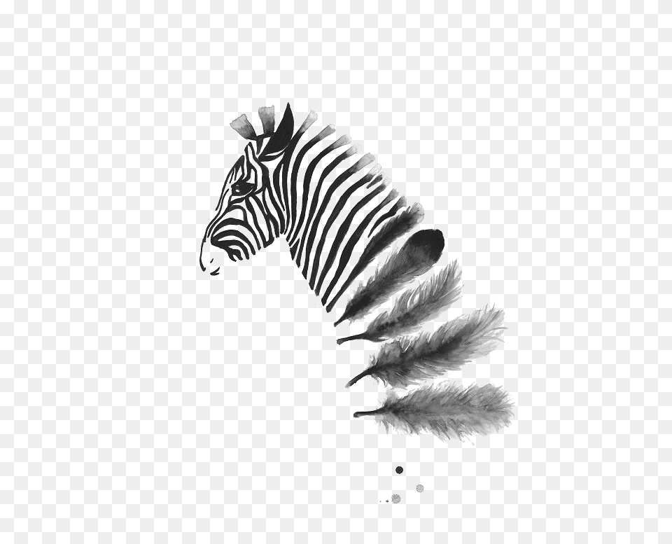 Zebra Ink Wash Into Feathers Pinned By Issy Wilson A4 Black And White Prints, Animal, Mammal, Wildlife, Bird Free Transparent Png