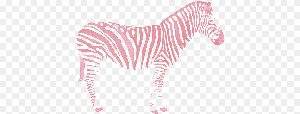 Zebra Love Plus So Pretty In Pink Zebra Transparents, Animal, Mammal, Wildlife Free Transparent Png