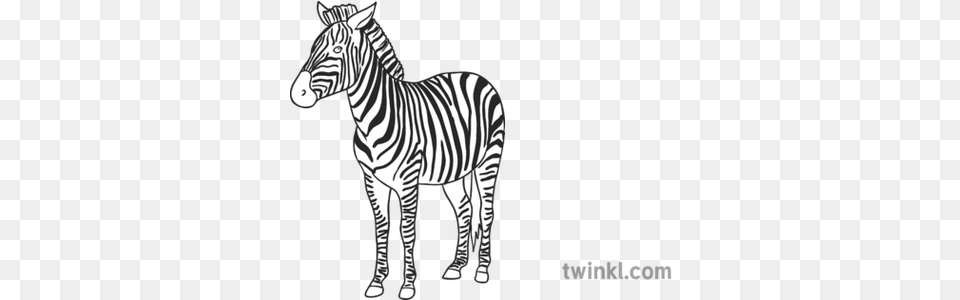 Zebra Open Eyes Animal Ks1 Black And White Rgb Illustration Zebra, Mammal, Wildlife Free Png Download
