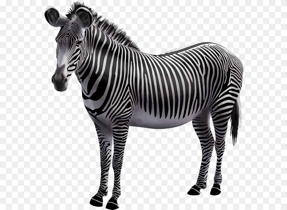 Zebra Photo Background, Animal, Mammal, Wildlife Png