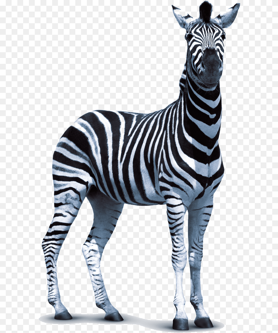 Zebra Photo Zebra, Animal, Mammal, Wildlife Png Image
