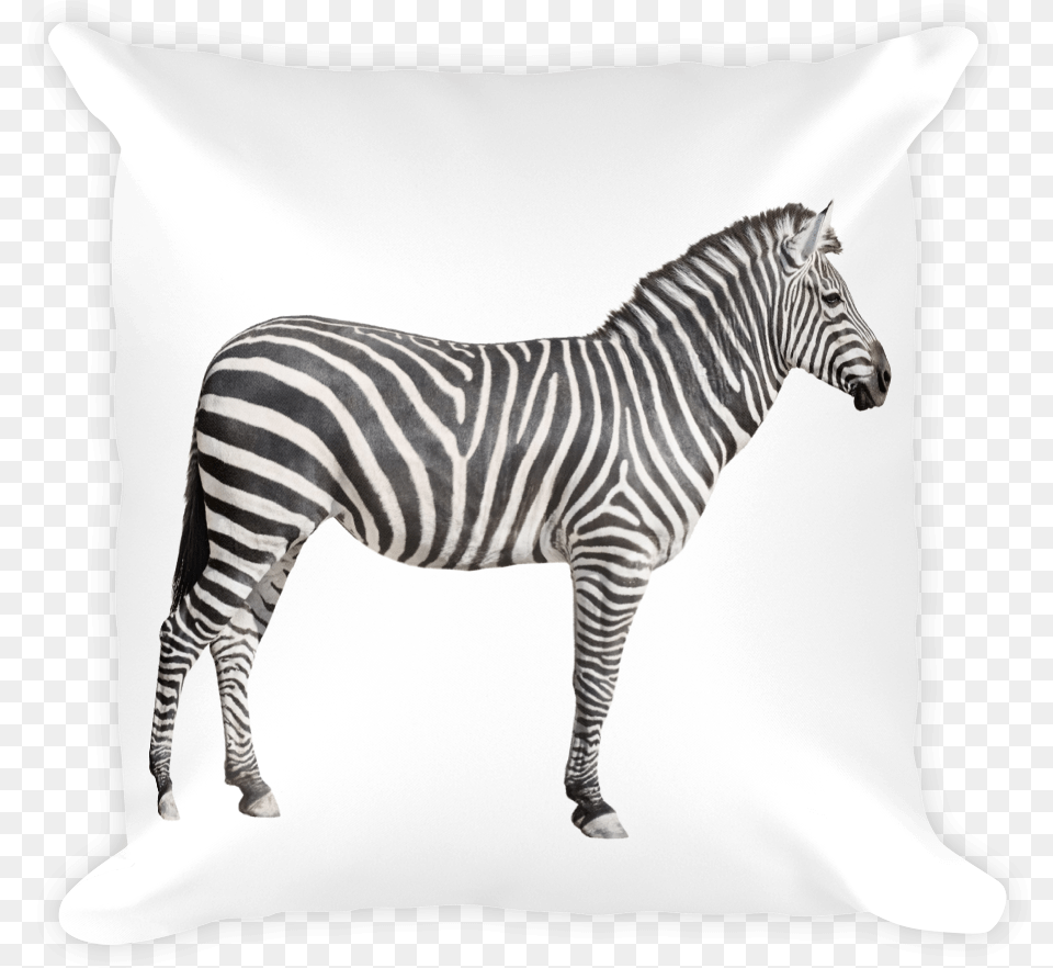 Zebra Print Square Pillow Flash Card Wild Animals, Animal, Mammal, Wildlife, Home Decor Free Transparent Png