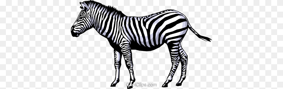 Zebra Royalty Vector Clip Art Illustration, Animal, Mammal, Wildlife Free Png Download