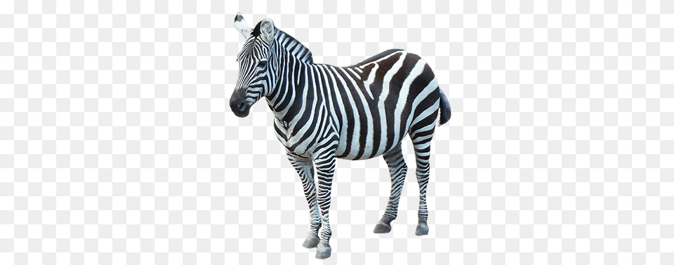 Zebra Sideview, Animal, Mammal, Wildlife Free Transparent Png