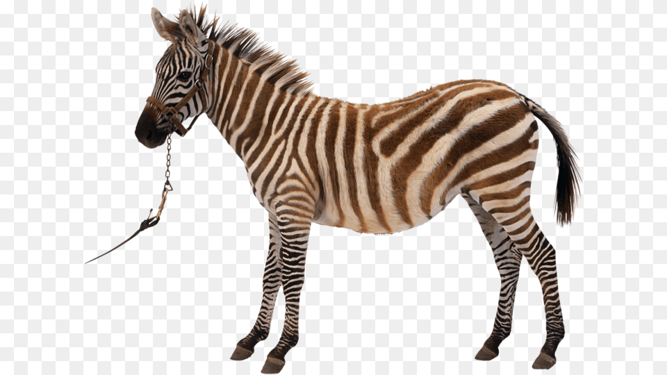 Zebra Silhouette Royalty Clip Art Kiss Clipart Download Clipart Elephant Felidae, Animal, Mammal, Wildlife Free Png