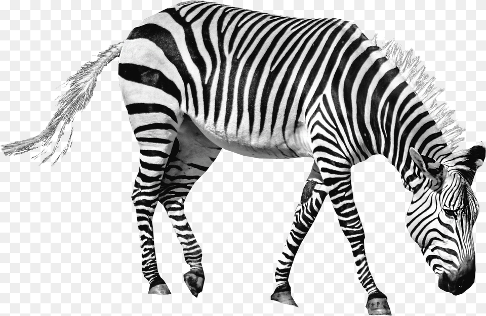 Zebra Transparent, Animal, Mammal, Wildlife Free Png Download