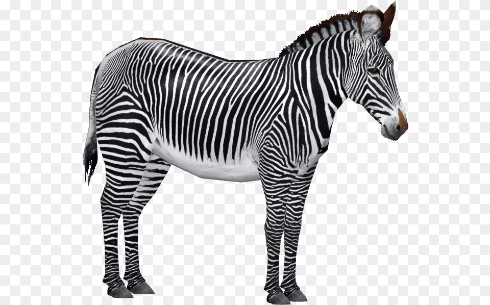 Zebra Transparent, Animal, Mammal, Wildlife Free Png