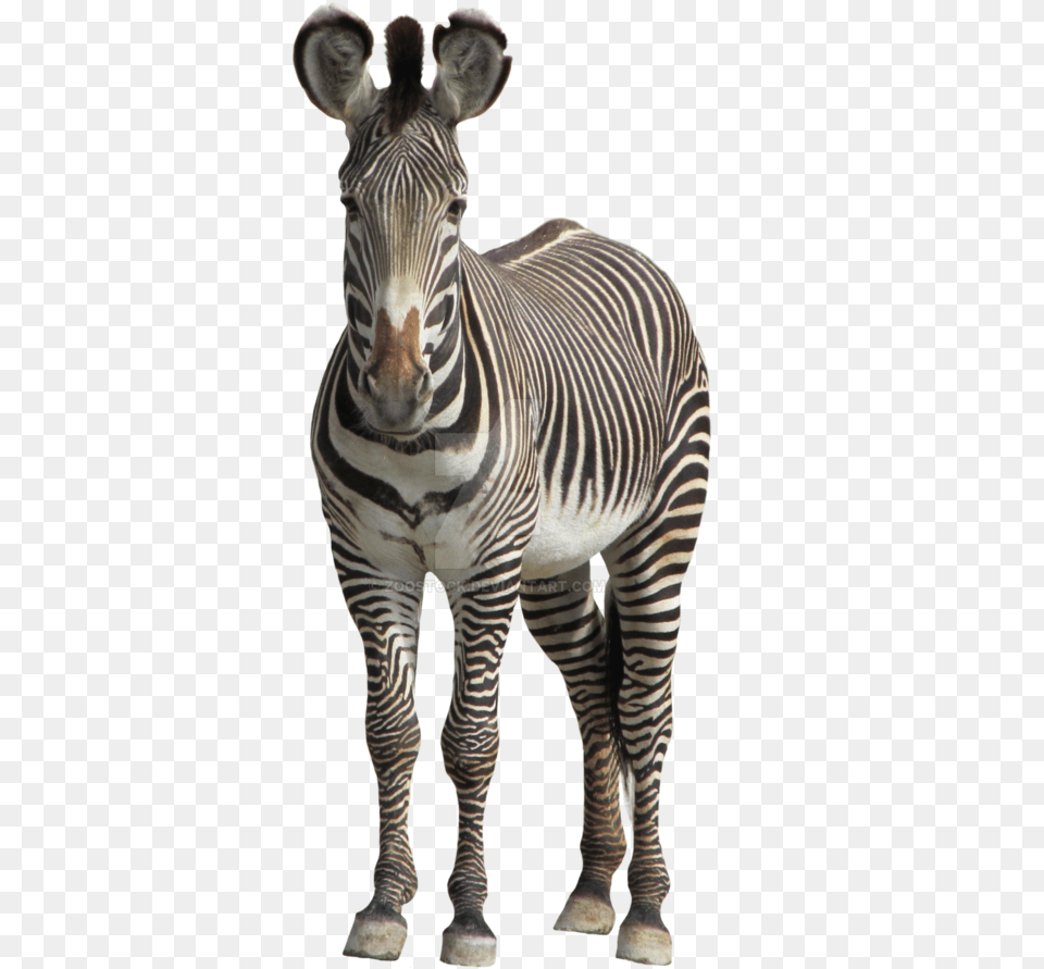 Zebra Transparent Background, Animal, Mammal, Wildlife Free Png