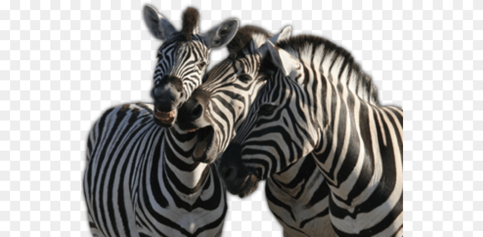Zebra Background Image Zebra, Animal, Mammal, Wildlife Free Transparent Png