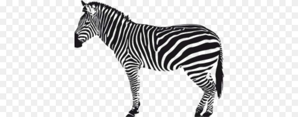 Zebra Transparent Black And White Zebra Silhouette, Animal, Mammal, Wildlife, Baby Png