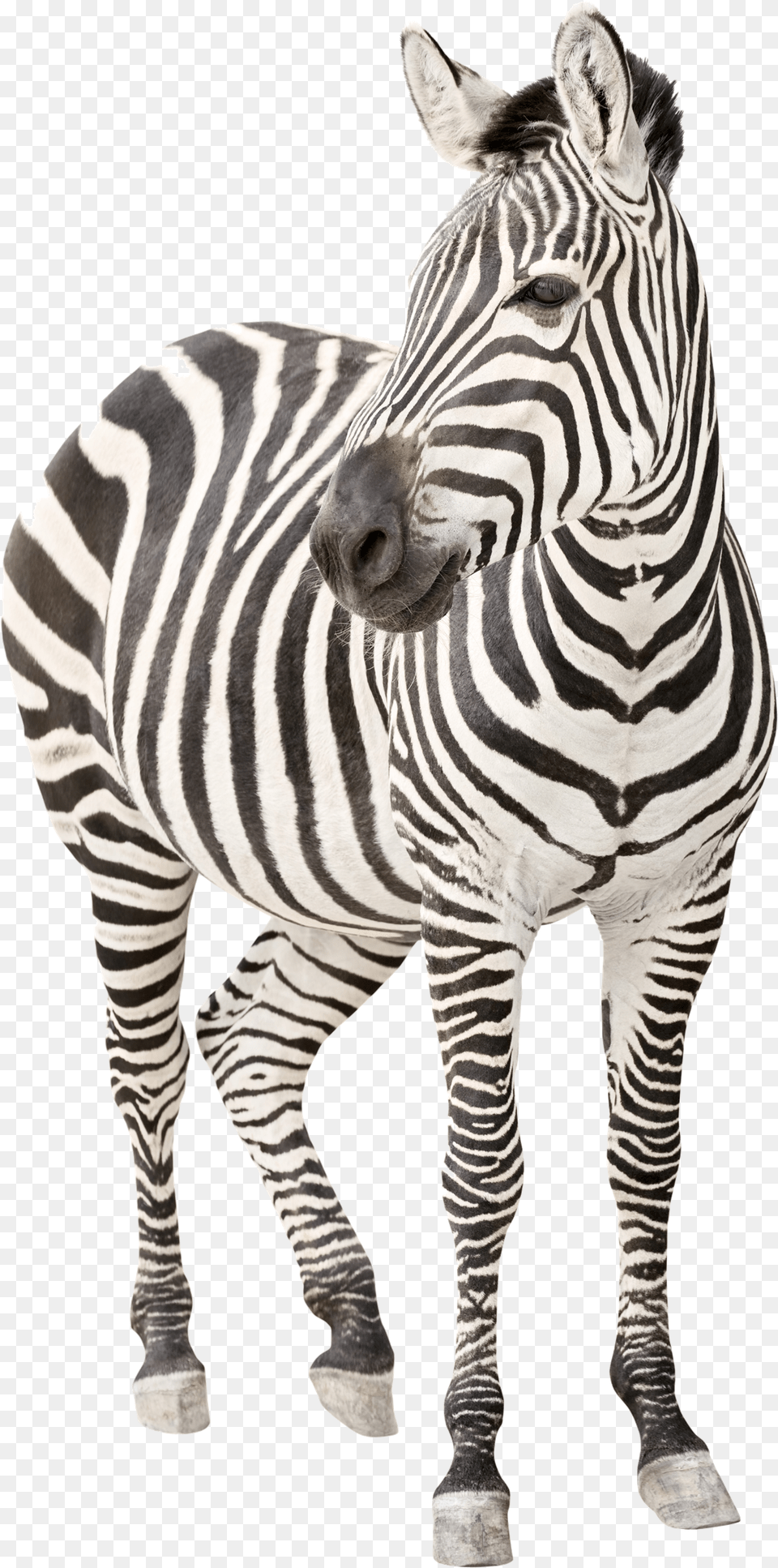 Zebra Image Ehlers Danlos Syndrome, Animal, Mammal, Wildlife Free Transparent Png