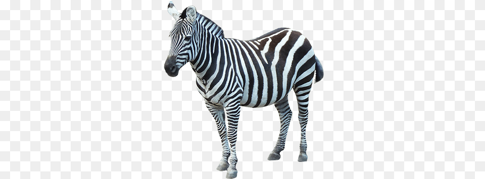 Zebra Transparent Images Transparent Zebra, Animal, Mammal, Wildlife Free Png Download
