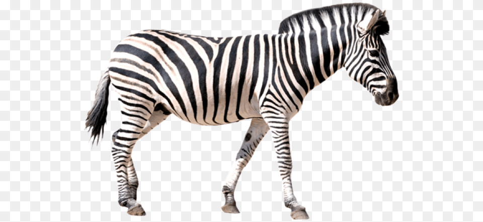 Zebra Transparent Images Zebra, Animal, Mammal, Wildlife Png Image