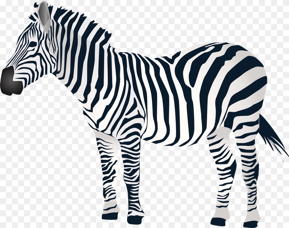 Zebra Zebra Transparent Images Pngio, Animal, Mammal, Wildlife Png