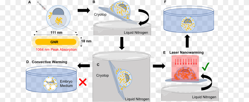 Zebrafish Embryo Cryopreservation And Laser Gnr Rewarming, Aluminium Free Transparent Png