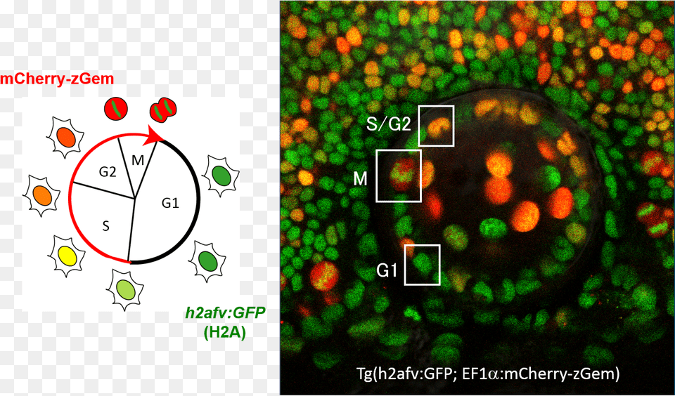 Zebrafish Lens Epithelial Cells Were Bioengineered Cell Cycle Histones, Sphere, Accessories, Outdoors Free Transparent Png