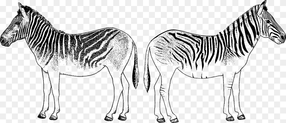 Zebras Back To Back Clipart, Animal, Mammal, Wildlife, Zebra Free Png