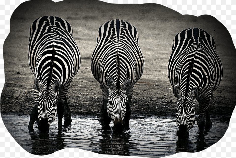 Zebras Zebras Zebrastyle Zebrastripes Zebrahead No Two Zebras Have The Same Stripes, Animal, Mammal, Wildlife, Zebra Png Image