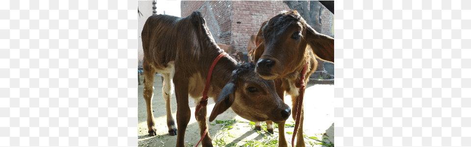 Zebu, Animal, Cattle, Cow, Livestock Png