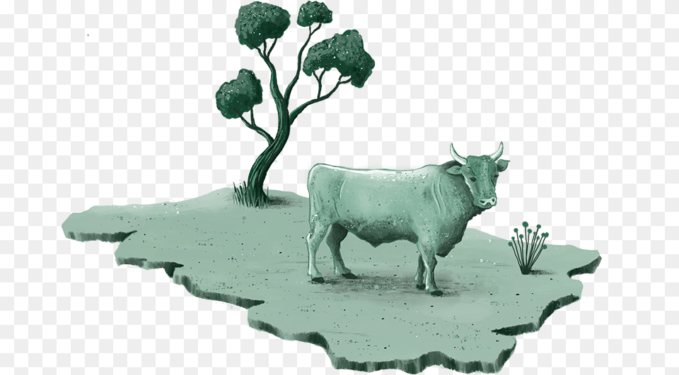 Zebu, Animal, Bull, Cattle, Cow Free Png