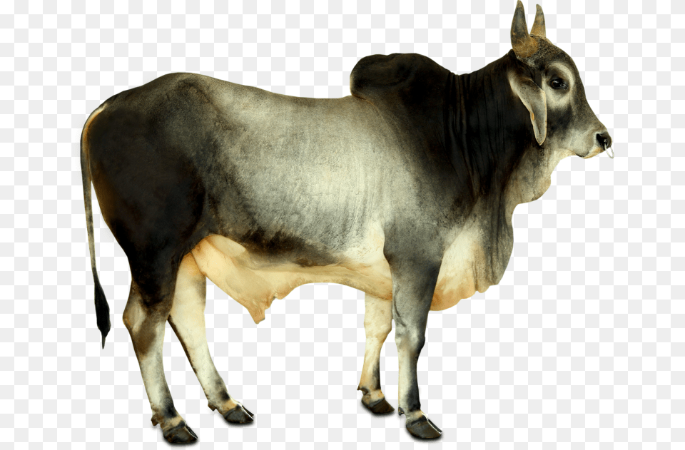 Zebu, Animal, Bull, Cattle, Livestock Png