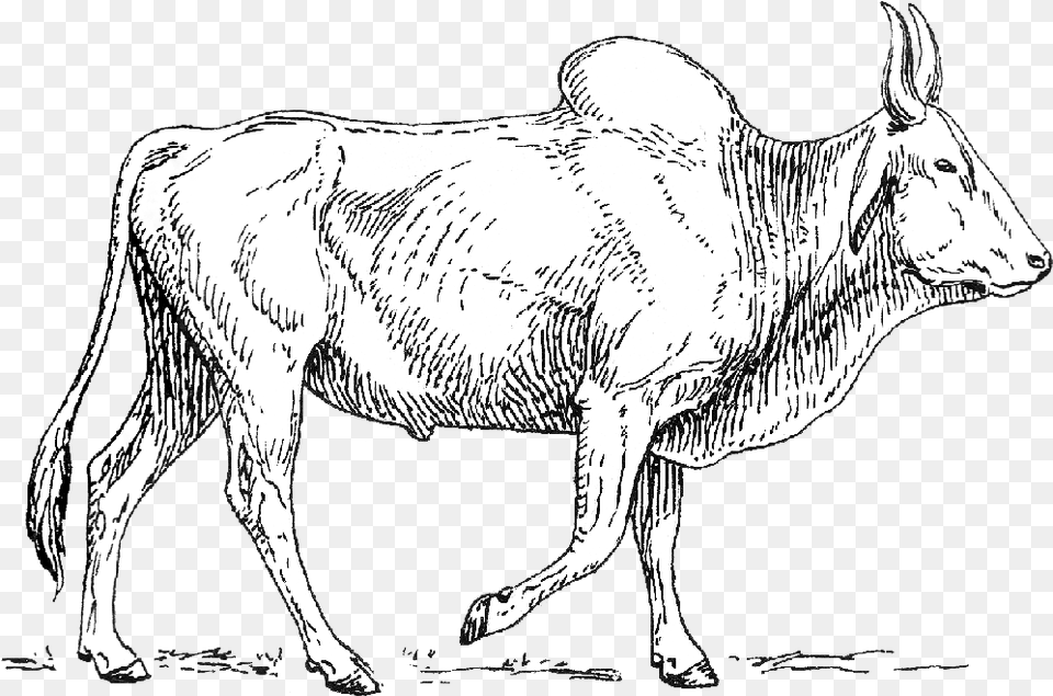 Zebu Dairy Cow, Animal, Bull, Mammal, Cattle Free Png Download