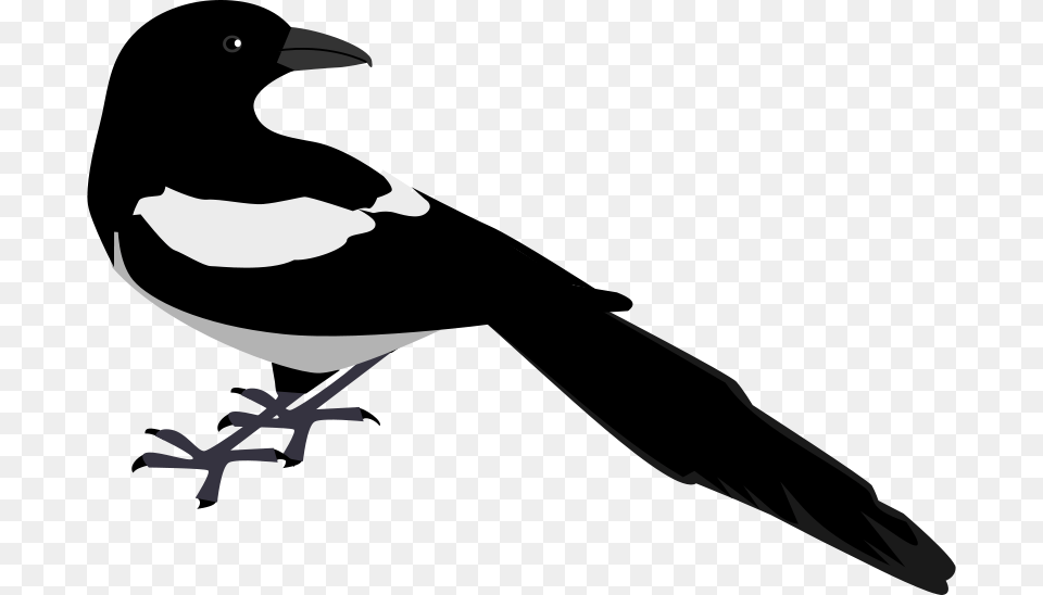 Zeimusu Magpie, Animal, Bird Free Png Download