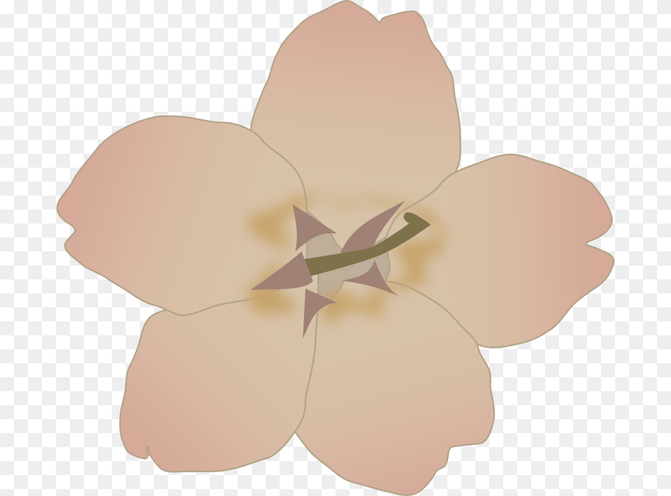 Zeimusu Sakura, Anther, Flower, Plant, Anemone Png