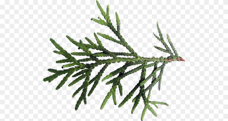 Zelenaya Vetka Tui Tuya Vechnozelenoe Rastenie Hvoya Tree, Conifer, Fir, Plant, Leaf Free Png