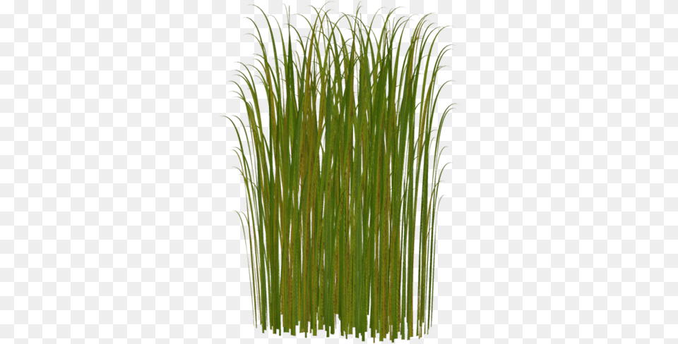 Zelenie Listya Kamisha Bolotnaya Trava Kamish Green Grass Clipart, Aquatic, Plant, Vegetation, Water Png