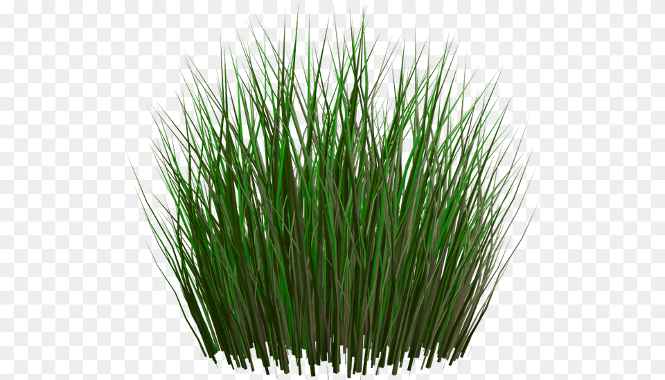 Zelenie Listya Kamisha Bolotnaya Trava Kamish Green Grass Plants File, Plant, Vegetation, Agropyron Png Image