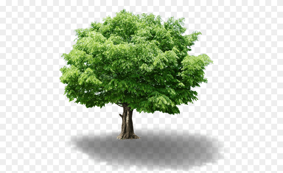 Zelenoe Derevo Zelenoe Rastenie Listvennoe Derevo Osiguranje Ivota, Maple, Oak, Plant, Sycamore Png Image