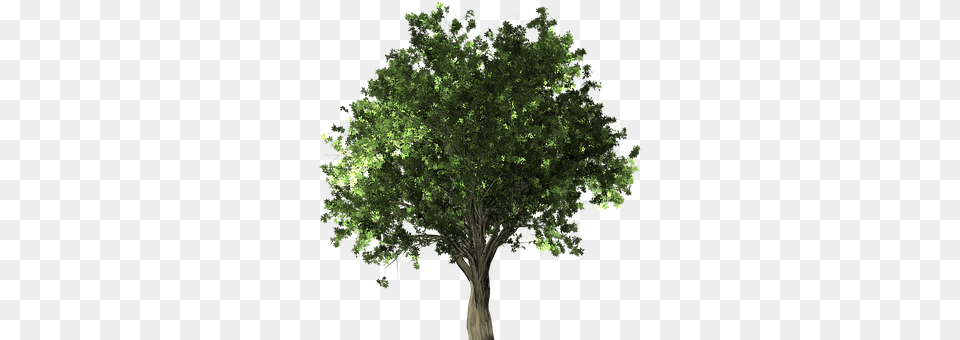 Zelkova Serrata Oak, Plant, Sycamore, Tree Free Png